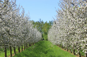 pommiers en fleurs 2