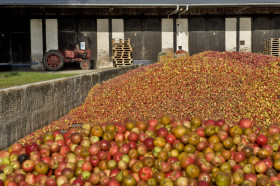 Le pressoir d'or tas de pommes