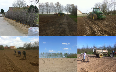 2013 : La plantation de pommiers au Pressoir d'Or