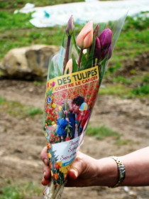tulipes_contre_le_cancer.jpg