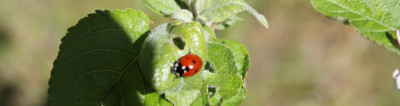 pressoir_d__or_coccinelle_bandeau.JPG